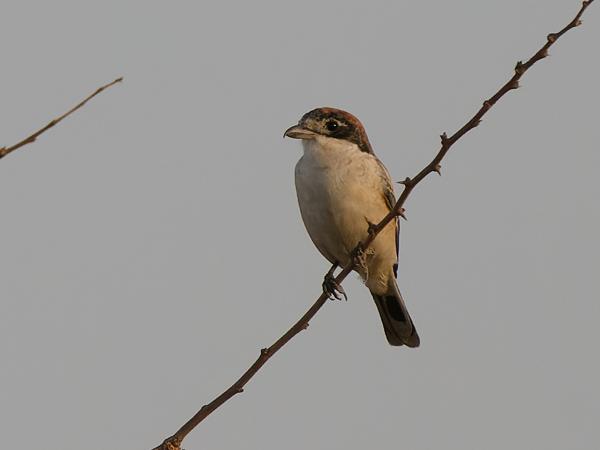 <h3><a href="/trips/gambia/biota/animalia/chordata/aves/040 passeriformes/048 laniidae/lanius phoenicuroides/lanius phoenicuroides-nl.html">Lanius&nbsp;phoenicuroides</a> / Red‑tailed&nbsp;shrike / Turkestaanse&nbsp;klauwier</h3>OM-1 Mark II met OLYMPUS M.150-400mm F4.5 TC, 1/2000 sec  bij F5.6, ISO 1250, afstand 28.8&nbsp;m